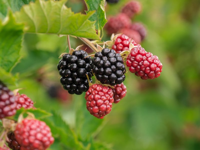 Forest Berries Tart