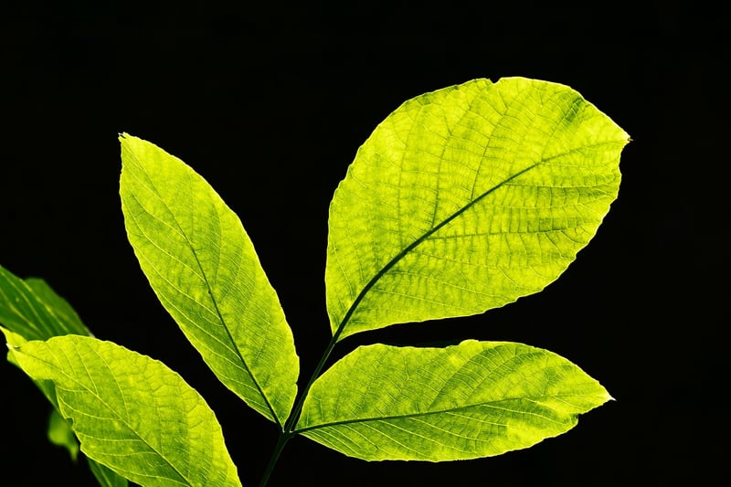 Woodland Wonders